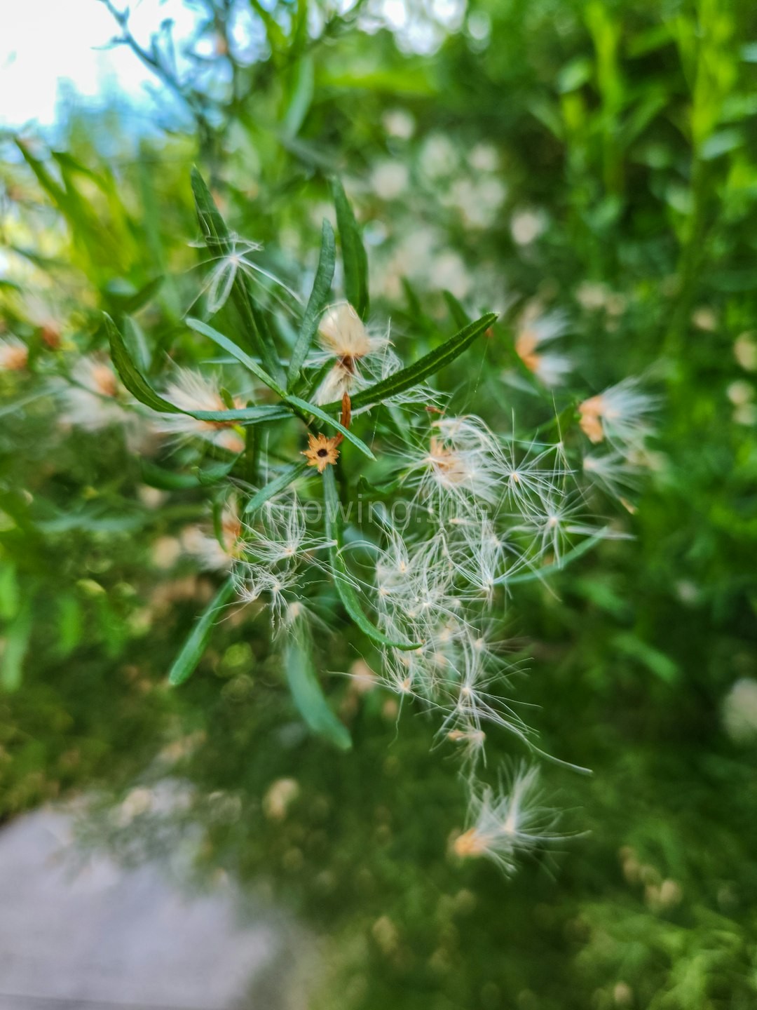 Lawn Reel 2
