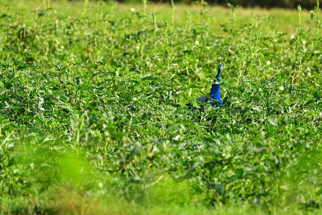 Lawn Reel 4